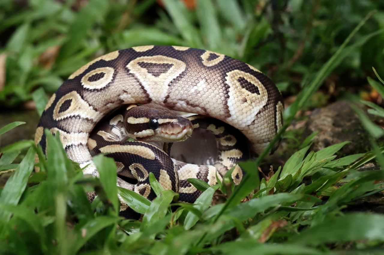 Serpente píton é retirada do Parque Nacional da Tijuca, no Rio